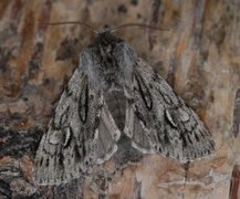 Rannoch Sprawler (Brachionycha nubeculosa)