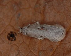 Agonopterix ocellana