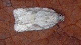 Hvit flatvikler (Acleris logiana)