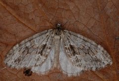 Barred Tooth-striped (Trichopteryx polycommata)