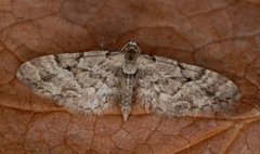 Spissvingedvergmåler (Eupithecia lanceata)