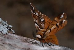 Vårspinner (Endromis versicolora)