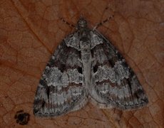 May Highflyer (Hydriomena impluviata)