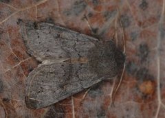 Lead-coloured Drab (Orthosia populeti)