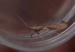 Caloptilia stigmatella