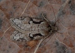 Dawn Flat-body (Semioscopis steinkellneriana)