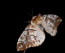 Vårspinner (Endromis versicolora)