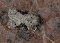 Mørk ospeflatvikler (Acleris obtusana)