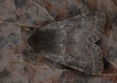 Lead-coloured Drab (Orthosia populeti)