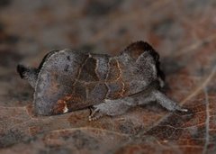 Small Chocolate-tip (Clostera pigra)