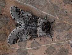 Sallow Kitten (Furcula furcula)