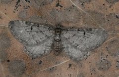 Einerdvergmåler (Eupithecia intricata)