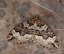Water Carpet (Lampropteryx suffumata)