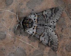 Sallow Kitten (Furcula furcula)