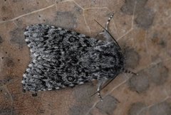 Blågrått kveldfly (Acronicta euphorbiae)