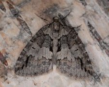 May Highflyer (Hydriomena impluviata)