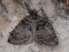 May Highflyer (Hydriomena impluviata)