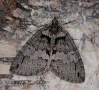 May Highflyer (Hydriomena impluviata)
