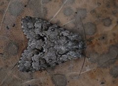 Myrkveldfly (Acronicta menyanthidis)