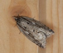 Heggflatvikler (Acleris umbrana)