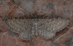 Engdvergmåler (Eupithecia satyrata)