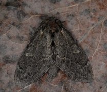 Large Dark Prominent (Notodonta torva)