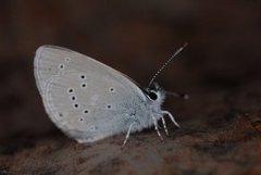 Small Blue (Cupido minimus)