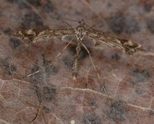 Beautiful Plume (Amblyptilia acanthadactyla)