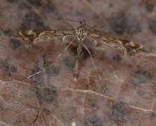 Lyngfjærmøll (Amblyptilia acanthadactyla)