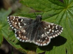 Grizzled Skipper (Pyrgus malvae)
