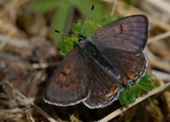 Violet Copper (Lycaena helle)
