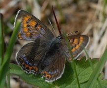 Violet Copper (Lycaena helle)