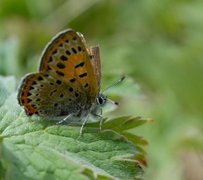 Violet Copper (Lycaena helle)