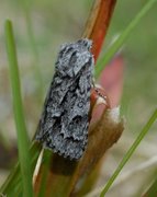 Myrkveldfly (Acronicta menyanthidis)