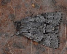 Myrkveldfly (Acronicta menyanthidis)