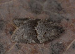 Dark-barred Tortrix (Syndemis musculana)