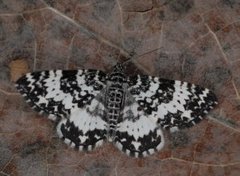 Argent & Sable (Rheumaptera hastata)