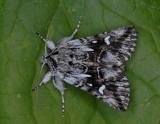 Toadflax Brocade (Calophasia lunula)