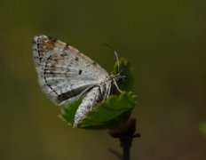 Red Twin-spot Carpet (Xanthorhoe spadicearia)