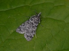 Bergmosemott (Eudonia murana)