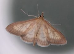Bordered Pearl (Paratalanta pandalis)