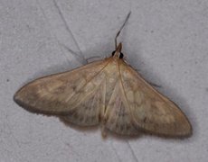 Bordered Pearl (Paratalanta pandalis)