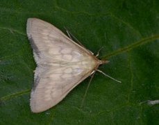 Bordered Pearl (Paratalanta pandalis)