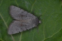 Ashworth's Rustic (Xestia ashworthii)