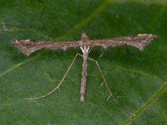 Lyngfjærmøll (Amblyptilia acanthadactyla)