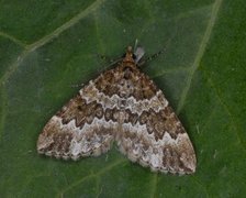 Broken-barred Carpet (Electrophaes corylata)