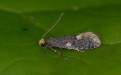 Carrion Moth (Monopis weaverella)