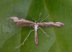 Goldenrod Plume (Platyptilia calodactyla)