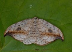 Pebble Hook-tip (Drepana falcataria)