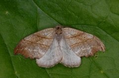 Scalloped Hook-tip (Falcaria lacertinaria)